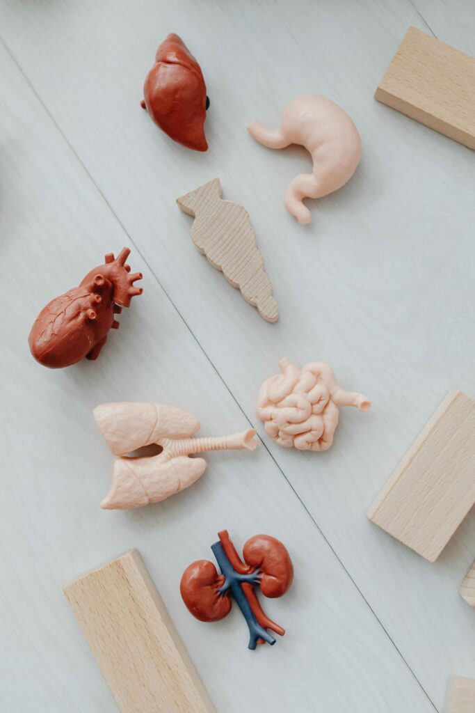 Clay models of human organs including liver, heart, and kidneys on a light background, illustrating fatty liver disease topic