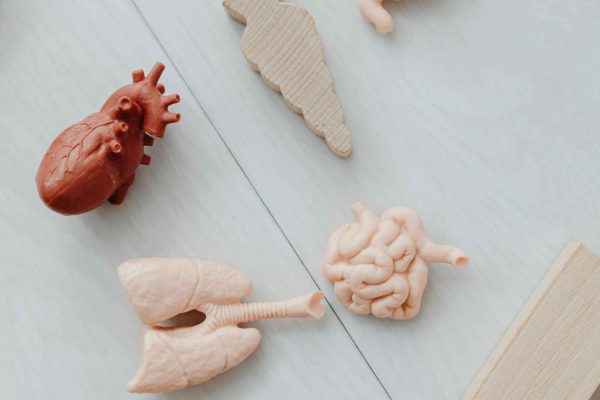 Clay models of human organs including liver, heart, and kidneys on a light background, illustrating fatty liver disease topic